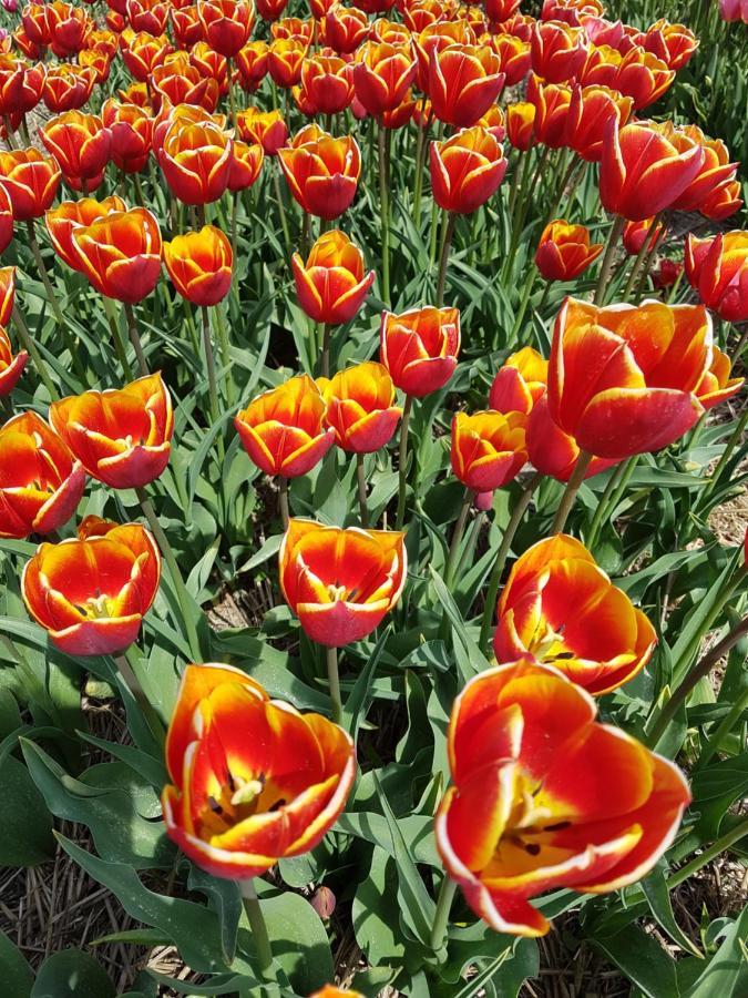 Romantisch Huisje Nabij Het Strand Met Uitzicht Op De Tulpenvelden Julianadorp Eksteriør bilde
