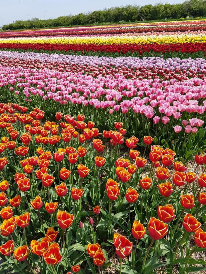 Romantisch Huisje Nabij Het Strand Met Uitzicht Op De Tulpenvelden Julianadorp Eksteriør bilde
