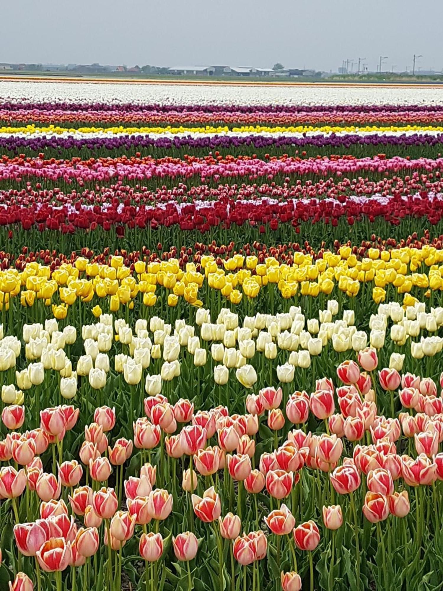 Romantisch Huisje Nabij Het Strand Met Uitzicht Op De Tulpenvelden Julianadorp Eksteriør bilde
