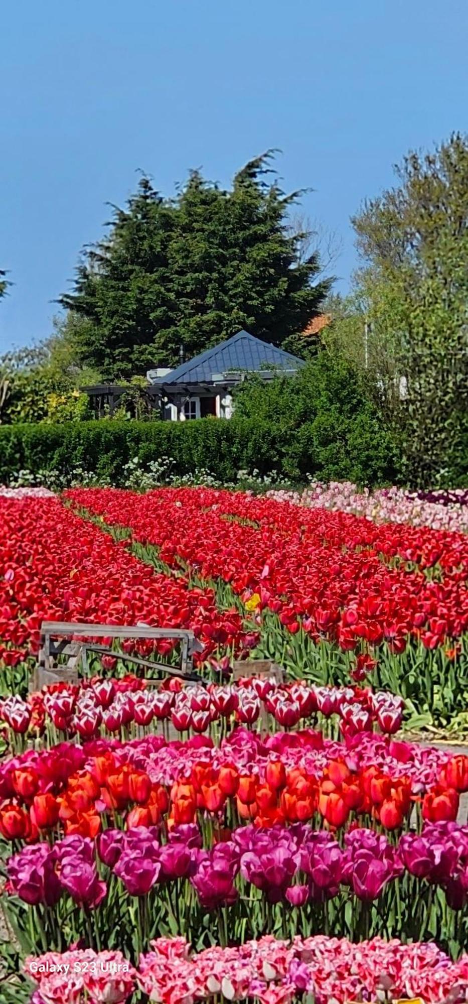 Romantisch Huisje Nabij Het Strand Met Uitzicht Op De Tulpenvelden Julianadorp Eksteriør bilde