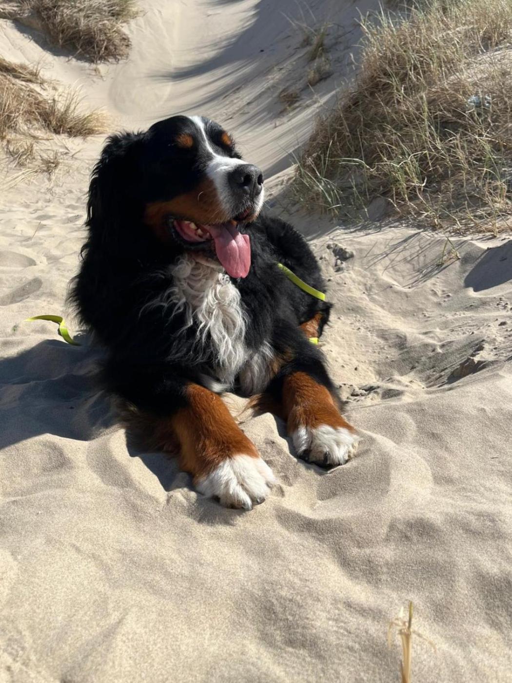Romantisch Huisje Nabij Het Strand Met Uitzicht Op De Tulpenvelden Julianadorp Eksteriør bilde