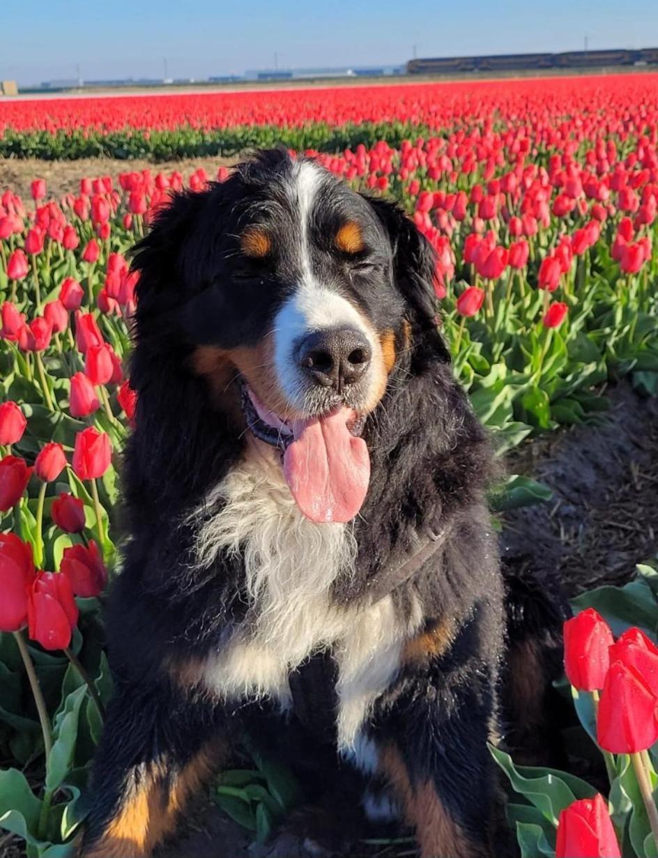 Romantisch Huisje Nabij Het Strand Met Uitzicht Op De Tulpenvelden Julianadorp Eksteriør bilde