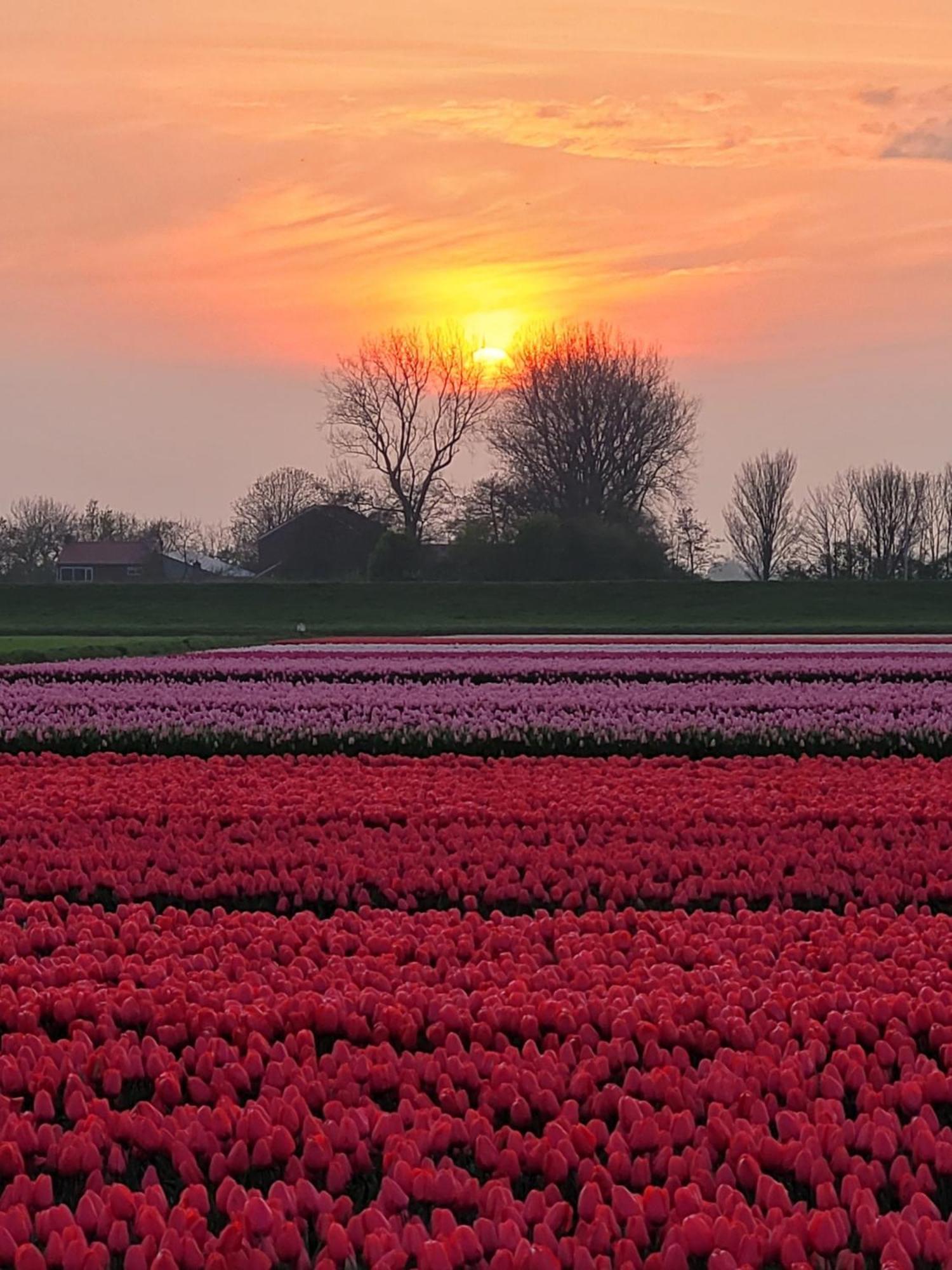 Romantisch Huisje Nabij Het Strand Met Uitzicht Op De Tulpenvelden Julianadorp Eksteriør bilde